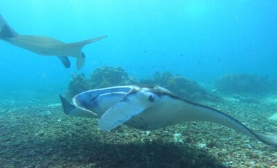 labuan bajo komodo tours