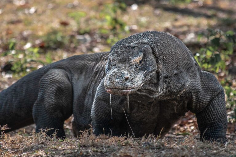 Komodo Tour 4 days 3 Nights